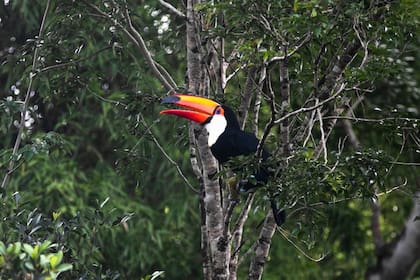 El tucán de pico naranja puede ser divisado desde las pasarelas del PN Iguazú.