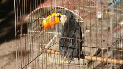 El tucán es una de las aves más capturadas según las estadísticas nacionales