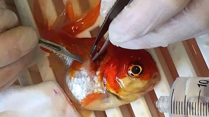 El tumor, casi tan grande como el pez, fue extraído con éxito