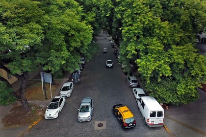 El túnel de árboles en la avenida Melián, en Belgrano