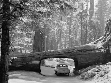 El Tunnel Log, un emblema del Parque desde hace décadas. 1957
