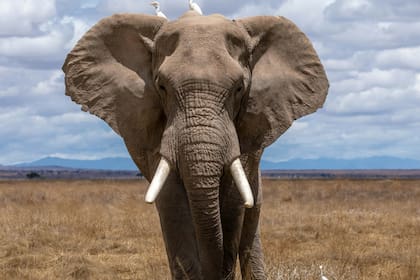 El turista murió tras ser atacado por un elefante en Sudáfrica