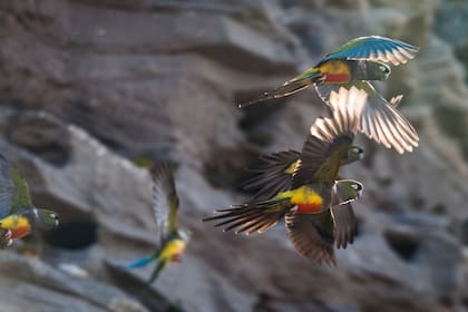 El turquesa de sus alas solo se aprecia cuando las estiran para volar.