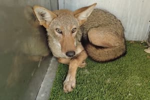 La rara especie salvaje que piden proteger en las carreteras de Texas