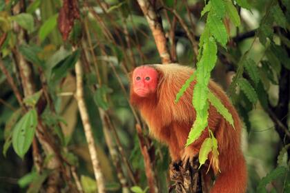 El uacarí es un mono de cara roja endémico de la selva amazónica y está considerado como vulnerable a la extinción.