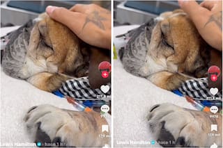 El desgarrador video que compartió Lewis Hamilton de su despedida con Roscoe