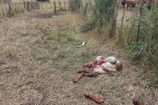 Advierten que una banda criminal encarga la faena de ganado y vende la carne