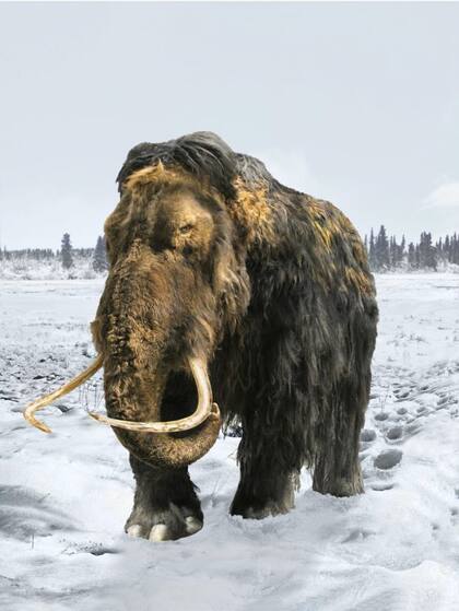 El último mamut de la Tierra murió hace unos 4.000 años (y esto es solo una ilustración)