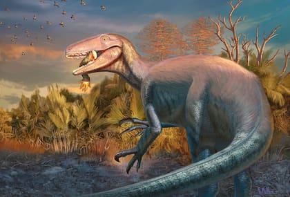 El único hueso recuperado que no pertenece a Joaquinraptor es un húmero de un crocodiliforme, hallado entre las mandíbulas del dinosaurio