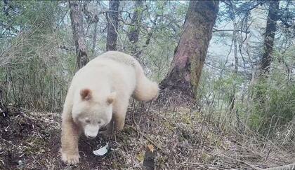 El único oso panda del mundo fue descubierto en 2019 pero recién ahora pudieron confirmar si es macho o hembra