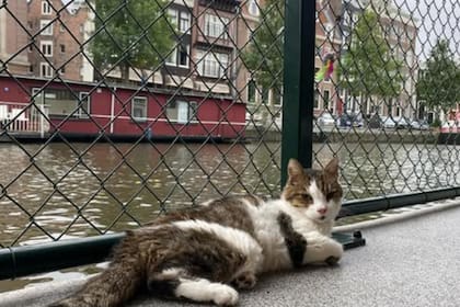 El único santuario de animales flotante del mundo está en Ámsterdam