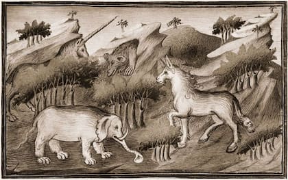 El unicornio que Polo creyó haber visto en sus viajes en realidad podría tratarse de un rinoceronte