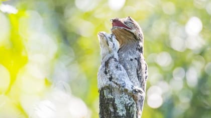 El urutaú pone un único huevo que resguardan en el tope de una rama hasta eclosionar.
