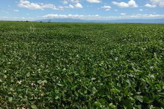 El USDA eleva la previsión para la cosecha de soja de Brasil