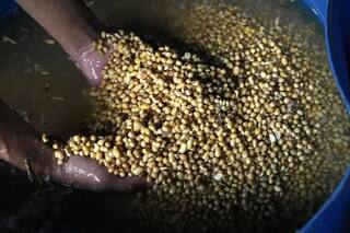 El USDA mantiene perspectivas de exportación de soja de EE. UU. tras reanudación de ventas a China