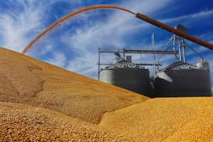 Estados Unidos ratificó que espera una cosecha récord de maíz y su valor cayó un 3,7% en Chicago