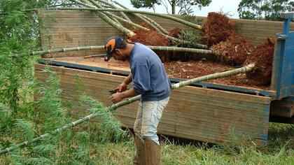 El uso de bambú permite incorporar un material liviano y económico