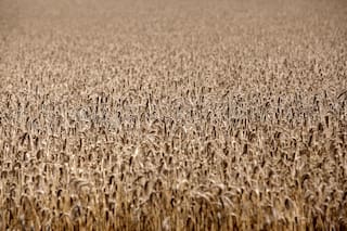 Bioestimulantes: un aliado clave en momentos difíciles