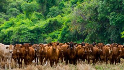 El uso de la tierra para la ganadería tiene un gran impacto ambiental