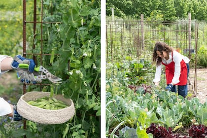 El uso de leguminosas en espalderas es ideal para aportar nitrógeno al suelo y ordenar los cultivos verticales (izq.). Plantar en la huerta de manera que no queden espacios libres donde proliferen espontáneas (der.)