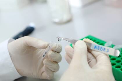 El uso de otros insecticidas podría ser una solución, pero no están aprobados en el país. Foto: UNLP