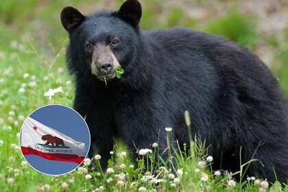 El uso de recipientes de basura a prueba de osos es fundamental para evitar que estos animales busquen comida en áreas urbanas.