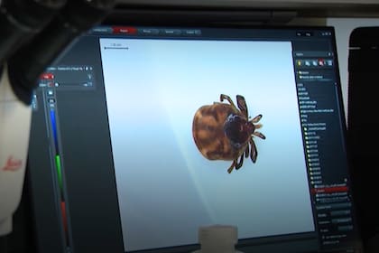 El uso de ropa larga, repelente y prendas tratadas es clave para reducir la exposición