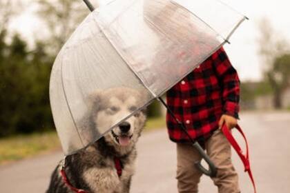 El uso del paraguas es recomendado en estos casos (Foto Pexels)