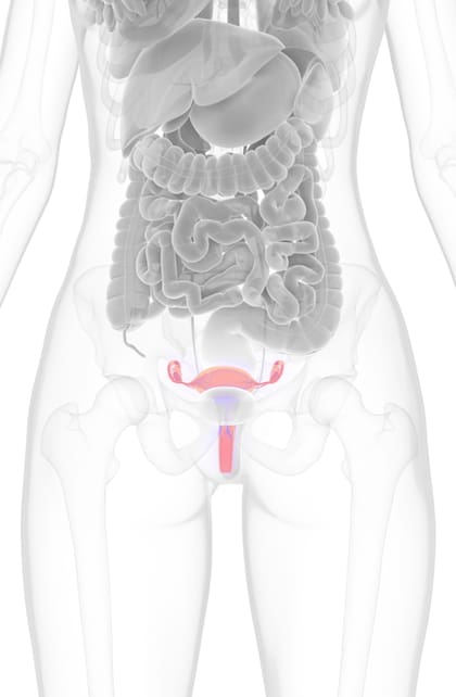 El útero es un órgano que se ubica en la pelvis femenina, entre la vejiga y el recto.