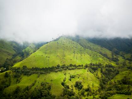 El valle de Cocora es un paisaje natural de la cordillera central de los Andes colombianos, donde abundan las palmas de cera, el árbol insignia del país.