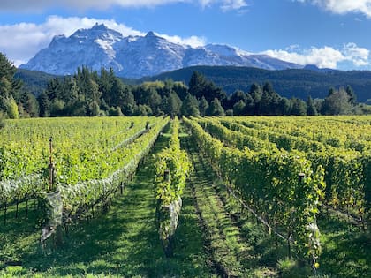 El valle de Trevelin constituye la primera indicación geográfica de vinos de Chubut