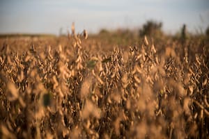 Con los precios de la soja se corre el riesgo de caer en el espejismo de lo nominal