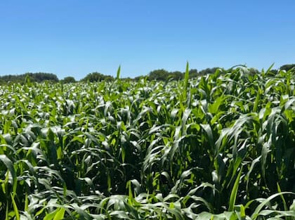 El valor de las tierras agrícolas en la Argentina ha mostrado variaciones significativas en las últimas décadas