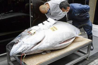 El valor estuvo muy por debajo de los 193 millones de yenes que alcanzó el atún vendido en la primera subasta del año pasado
