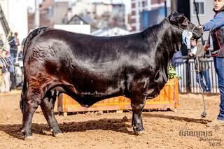 Pagaron $44 millones por una hembra Brangus