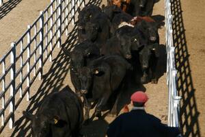 Mayor oferta y altibajos para el valor de la hacienda en el Mercado Agroganadero de Cañuelas