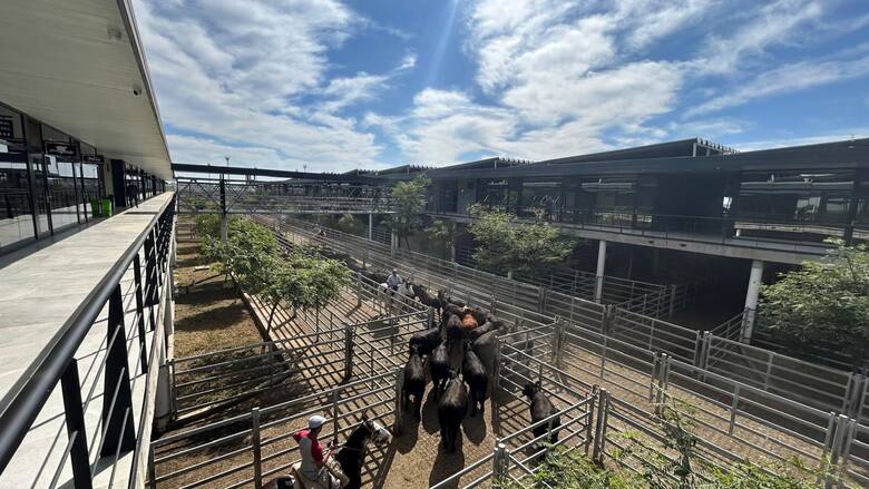 Vacas