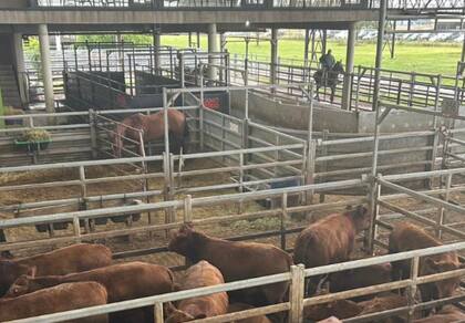 El valor sugerido para arrendamientos resultó de $2651,692