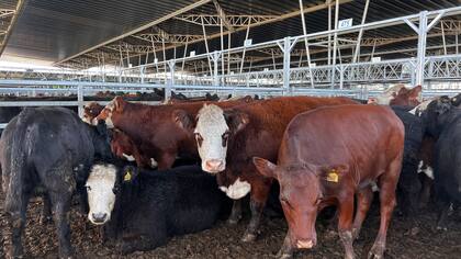 El valor sugerido para arrendamientos resultó de $1296,835.