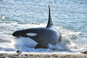 Ver cómo las orcas cazan lobos marinos, la increíble experiencia en Península Valdés