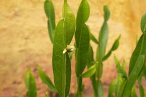 El vegetal es venerado en distintas culturas