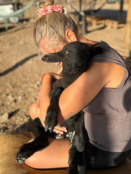 El vehículo impactó primero al pequeño corderito que había escapado de un campo aledaño.