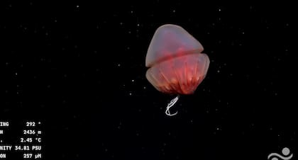 El vehículo operado remotamente desciende hasta los 3900 metros de profundidad