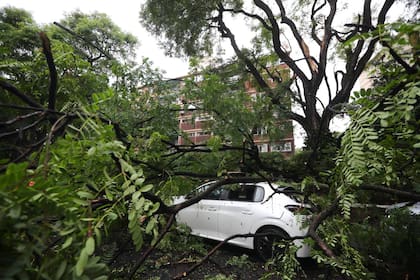 El vehículo quedó sepultado por un árbol de gran porte que cayó en el barrio de Belgrano