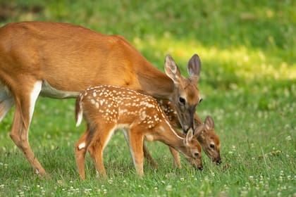 El venado corresponde a los nacidos entre el 20 de septiembre y 17 de octubre