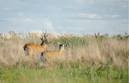 El venado de las Pampas es la atracción principal del Parque Nacional Campos del Tuyú