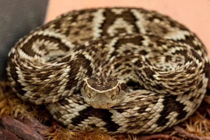 El veneno de la Bothrops jararaca facilitó el desarrollo de medicamentos que ayudan a miles de personas a regular la coagulación de su sangre.