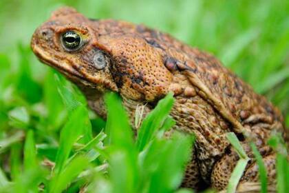 Habría muerto por ingerir veneno de sapo