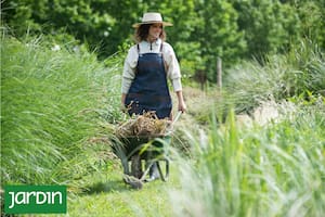 Qué plantas podar, cuándo y por qué
