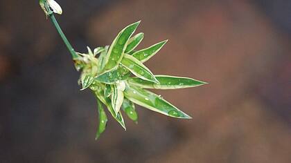 El verde ayudará a sanar a las personas de Leo
